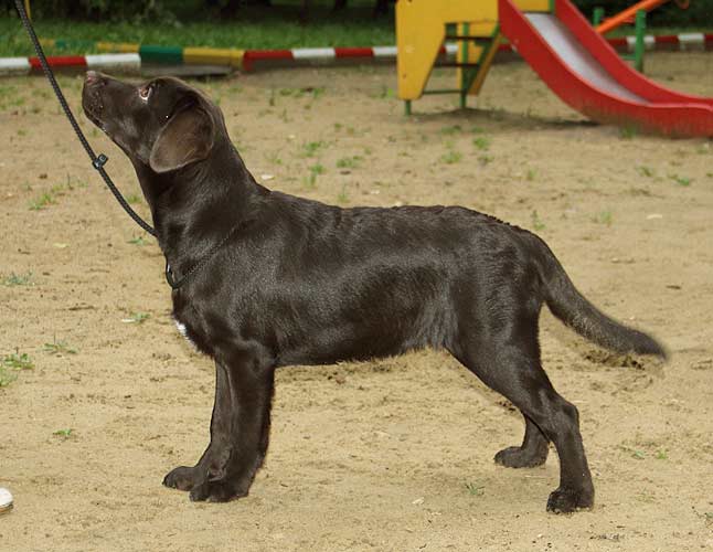 коричневый щенок  лабрадора