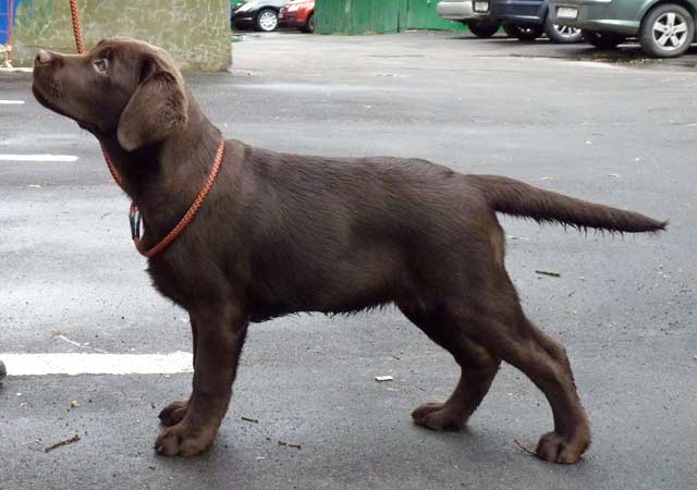 коричневый щенок  лабрадора