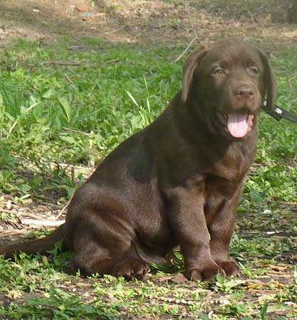 шоколадный щенок  лабрадора
