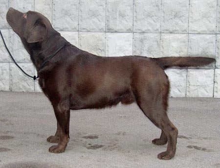 brown 
	  labrador 