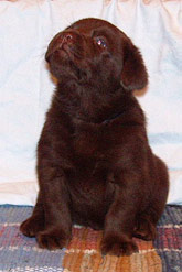 коричневый щенок лабрадора