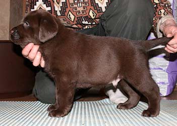 шоколадный щенок лабрадора в стойке