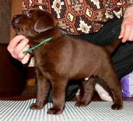 шоколадный щенок лабрадора в стойке