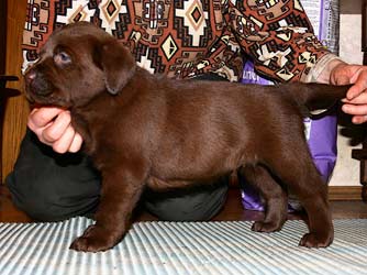шоколадный щенок лабрадора - девочка