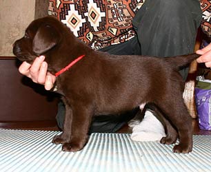 шоколадный щенок лабрадора