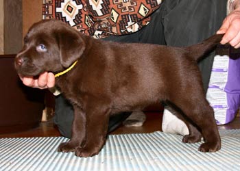 шоколадный щенок лабрадора- первая стойка