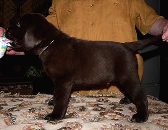 шоколадный щенок лабрадора
